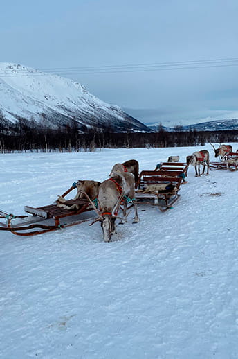 Reindeer sledding in Tromso 